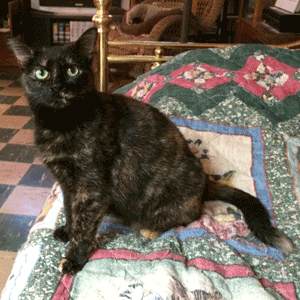 Tortie on Dad's Bed