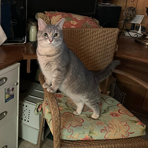 Dussty on Mom's Chair