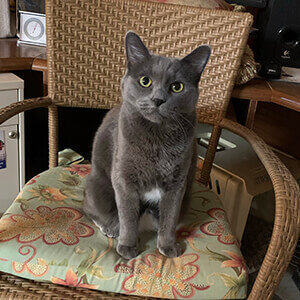 Pearl Grey on Mom's Chair